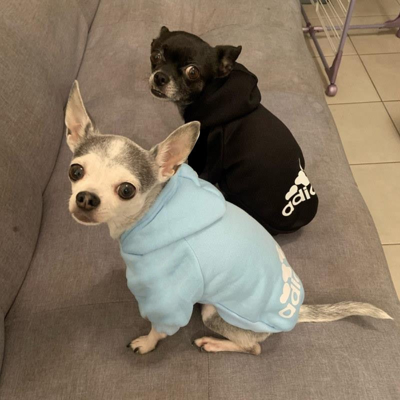 Dog Hoodie